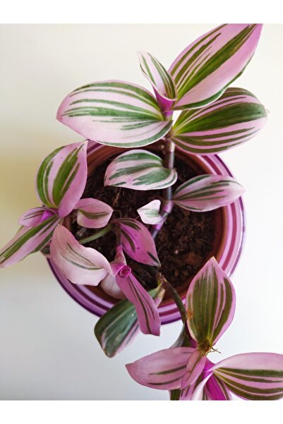 Genel Markalar Pembe Telgraf Çiçeği Nanouk Telgraf Çiçeği Tradescantia Nanouk