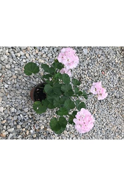 izmur tesbih Saksılı Sardunya Fidanı Canlı Çiçek Karışık Renk 10-20 cm