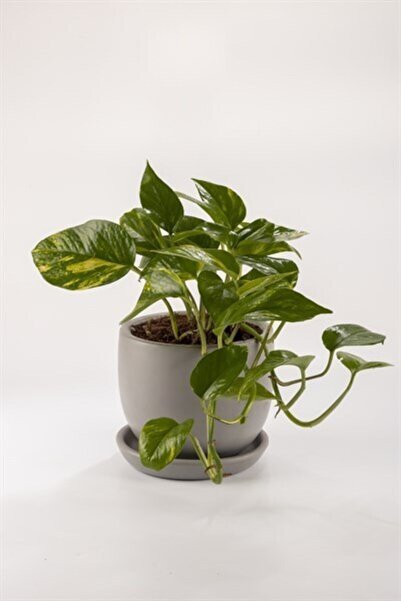 Doğadan Bitki Epipremnum Pothos Sarmaşığı Fidanı 10-20 cm