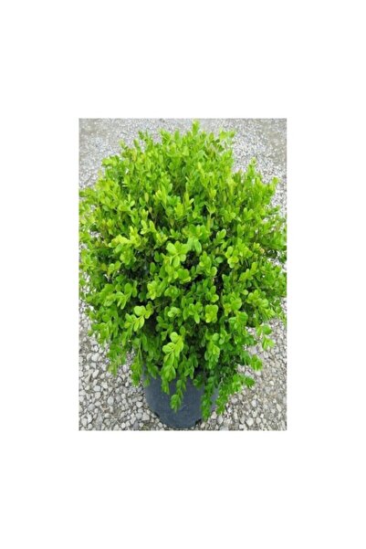 Genel Markalar Tüplü Şimşir (Buxus Sempervirens) Fidanı 10-20 cm