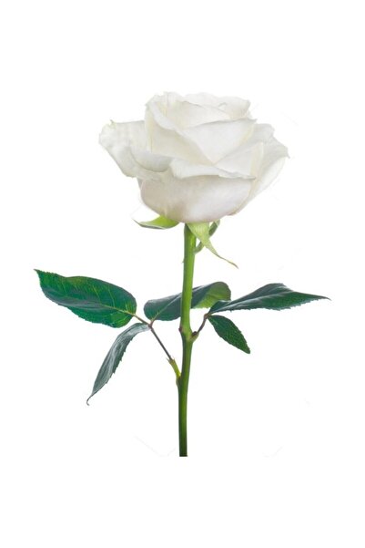 Mimoza Yalova Fidan Market Gül Fidanı (Beyaz)