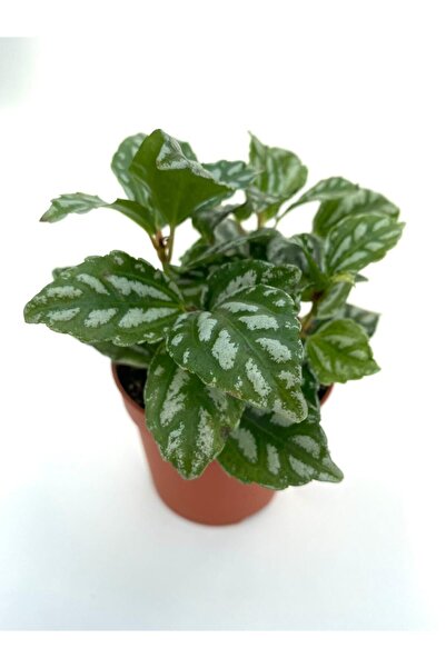 Gulen botanik Pilea Cadierei Karyağdı Begonya Çiçeği Fidanı 10-20 cm