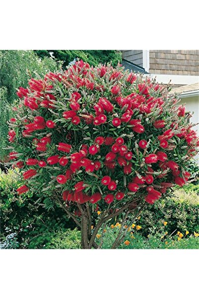 Mimoza Fırça Çalısı Fidanı Callistemon Laevis 40-80 cm