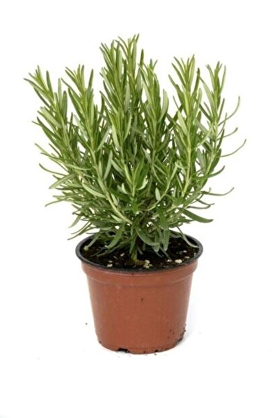 Genel Markalar Biberiye Fidanı 3 Adet