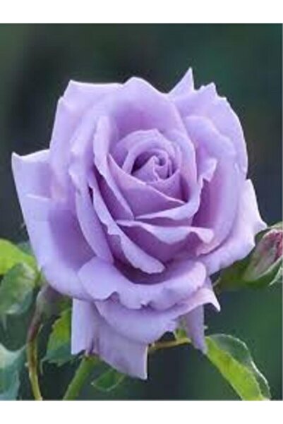 Mimoza Lila Gül Fidanı 10-20 cm