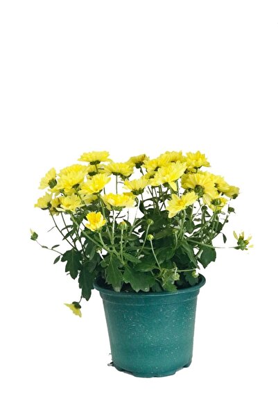 Nemesia çiçek evi Kasımpatı, Krizantem Çiçeği, Ufak Saksıda