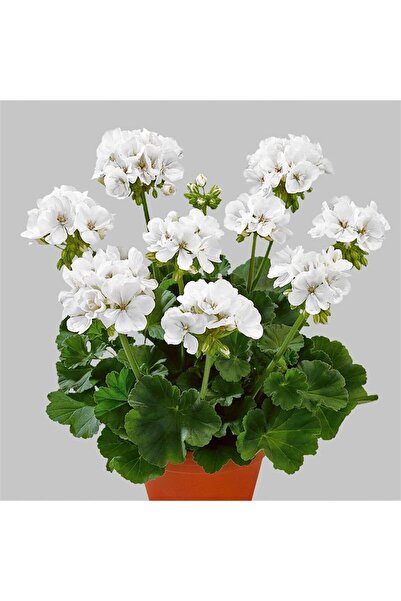 Mimoza Peri Beyazı Sardunya Fidanı 10-20 cm