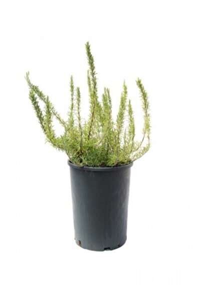 Işık Peyzaj Rosmarinus Officinalis - Yayılıcı Biberiye Fidanı 10-20 cm