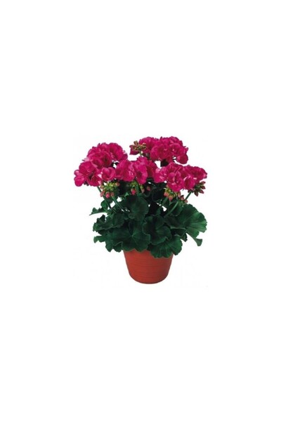 Mimoza Sardunya Çiçeği Fidanı Açık Fuşya 10-20 Cm