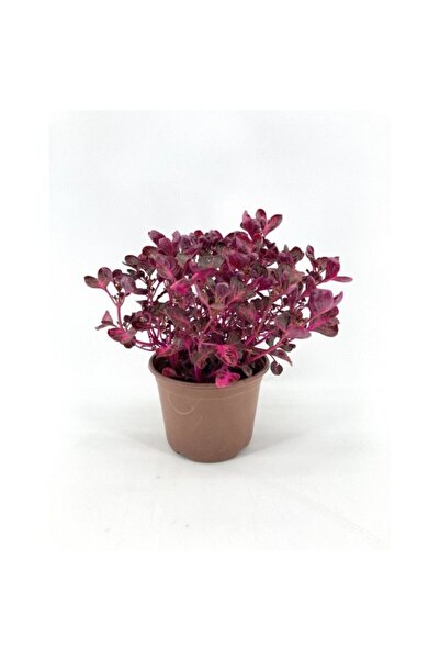 Mimoza Çingene Şalvarı Çiçeği Fidanı 10-20 cm