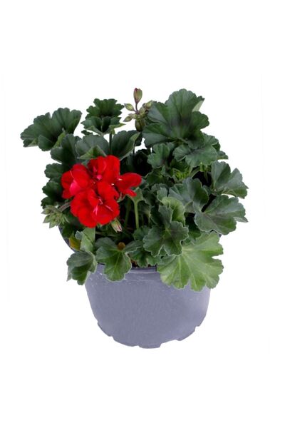 HOBİ VE BAHÇE Sardunya Çiçeği Fidanı Saksı'da Pelargonium Kırmızı Renk 10-20 cm