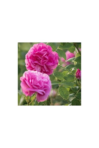 Mimoza Pembe Reçellik Yediveren Isparta Gülü Fidanı 10-20 Cm