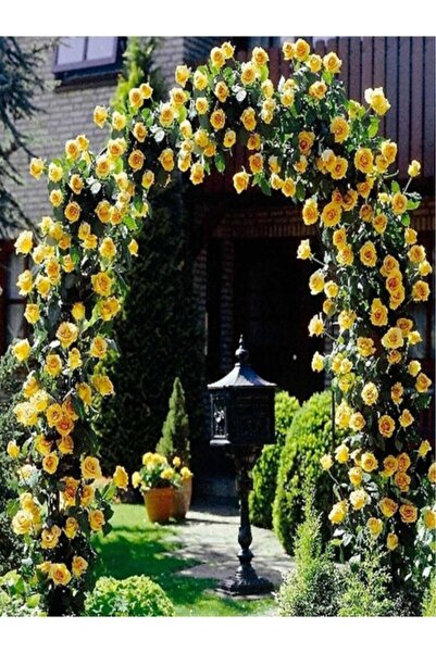 1 Rose Sapling Yellow Light Root Scent Eating Ivy