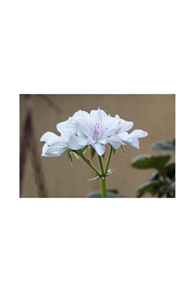 Mimoza Beyaz Sakız Sardunya Fidanı 10-20cm
