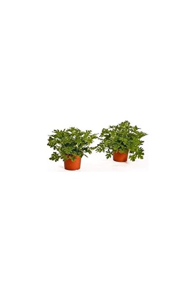 Mimoza Saksılı Itır Çiçeği Mis Kokulu Gül Damlası Çiçeği 2 Adet 25 cm