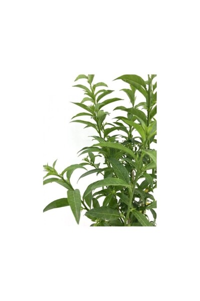Mimoza Melisa Çiçeği Fidanı Fidesi 20-30 cm