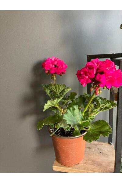 sardunya Çiçeği Fidanı Açık Fuşya 10-20 cm