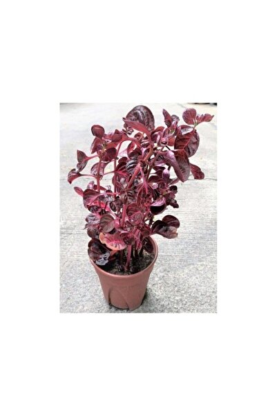 Genel Markalar Saksılı Çingene Şalvarı Çiçeği 10-20 cm Iresine Herbstii