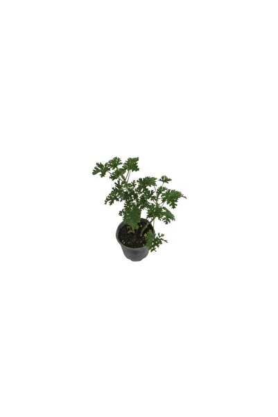 Mimoza Itır Çiçeği Fidanı 2 Adet 10-20 cm