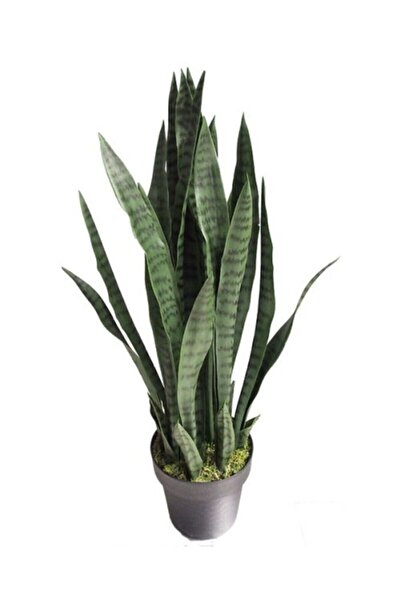 Mimoza Paşa Kılıcı Fidesi Fidanı Sansevieria 10-20 cm