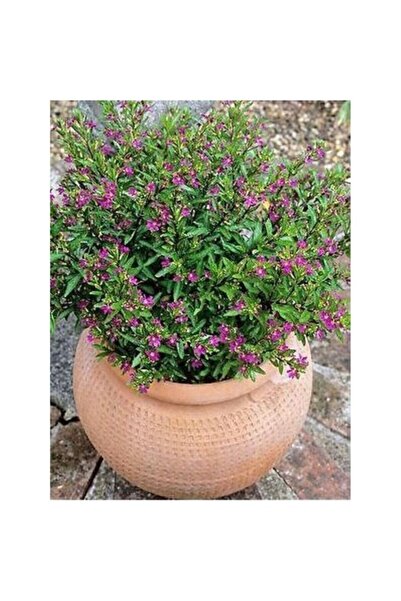Mimoza Kufeya Cennet Çiçeği Mor Cuphea Hyssopifolia 10-20 cm