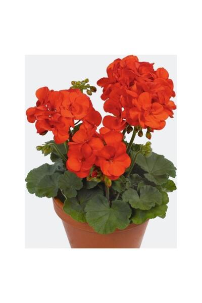 YAĞMUR BOTANİK Sardunya 10 Cm Saksılı