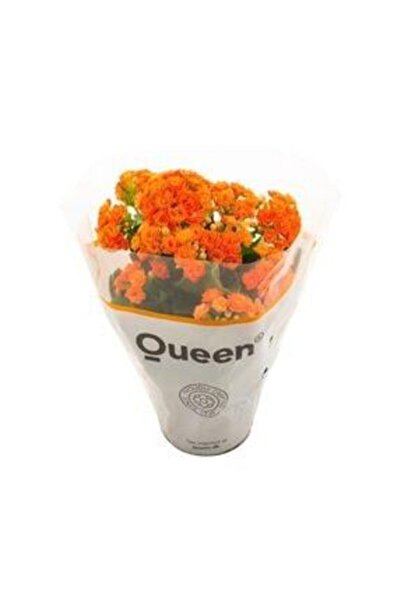 Genel Markalar Kalanşo Kalanchoe Emel Hanım Çiçeği Fidanı Turuncu Renk 10-20 cm