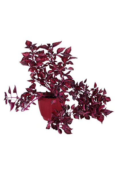 Genel Markalar Çingene Şalvarı Fidanı (ıresine Herbstii) 15-25 cm