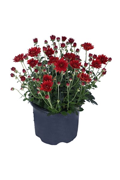 Genel Markalar Kasımpatı Saksı’da (chrysanthemum) Kırmızı Renk 10-20 cm