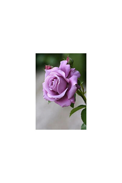 Mimoza Gül Fidanı Lila Renk Saksıda 10-20 cm