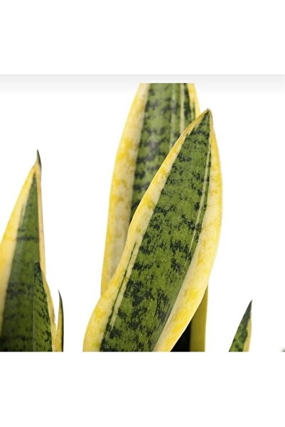 SHADES OF GREEN Sanseveria Bodur Sarı Kılıç Çiceği Fidanı 10-20 cm