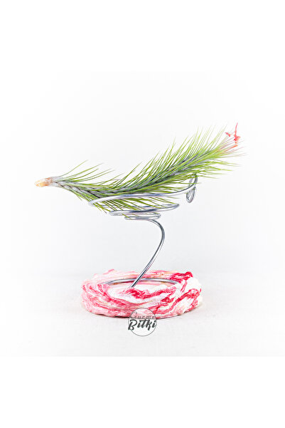 Gurme Bitki Tillandsia Funckiana (M) - Hava Bitkisi Çiçeği Air Plant