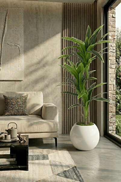 Cihan Çiçekçilik Yuka 170 cm küre Saksıda