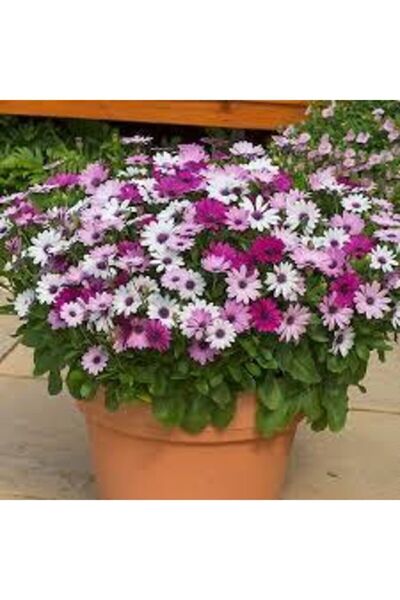 ata tohumculuk Afrika Papatyası Çiçeği Tohumu 10 Adet