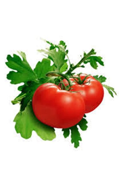 ata tohumculuk 20 Adet Tohum Ankara Ayaş Domatesi Tohumu