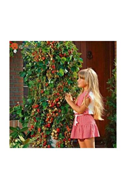 Çam Tohumculuk Eko Paket 75 Adet Tohum Alman Çilek Ağacı Tohumu Sırık Çilek T...