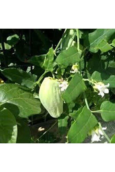 ata tohumculuk 25 Adet Yeşil Yapraklı Mis Kokulu Fesleğen Çiçeği Tohumu