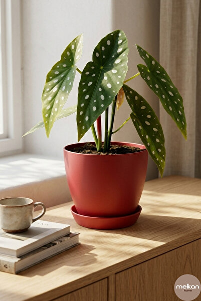 Melkan Home 6 Litre Begonya Saksı – 22x21 cm Mat Bitki Saksısı | İç ve Dış Me...