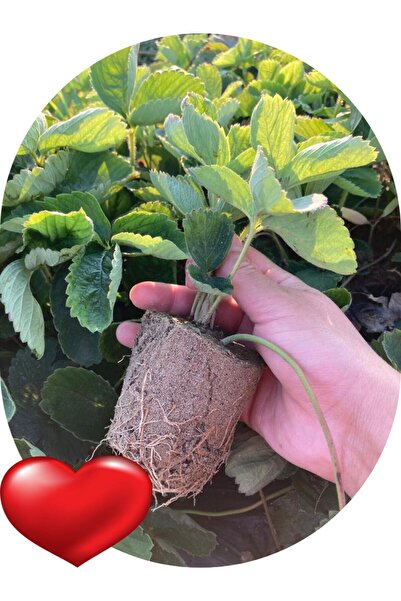 SARI TARIM 5 Adet Tüplü / Saksıda / Viyolde Çilek Fidesi Fidanı Yediveren Mey...