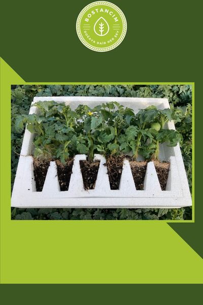 bostancım Bodur Cherry Domates Fidesi 6 Adet Özel Köpük Kutuda