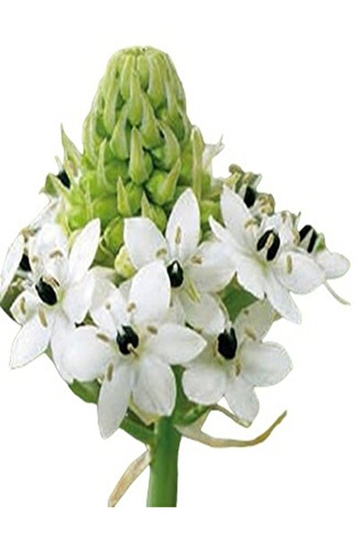 OEM Bulb Ornithogalum Saundersiae (Steaua Betleemului) – Floare Exotică Albă