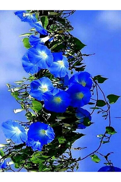 OEM Seminte Zorele Cățărătoare (Ipomoea purpurea)-15 Seminte