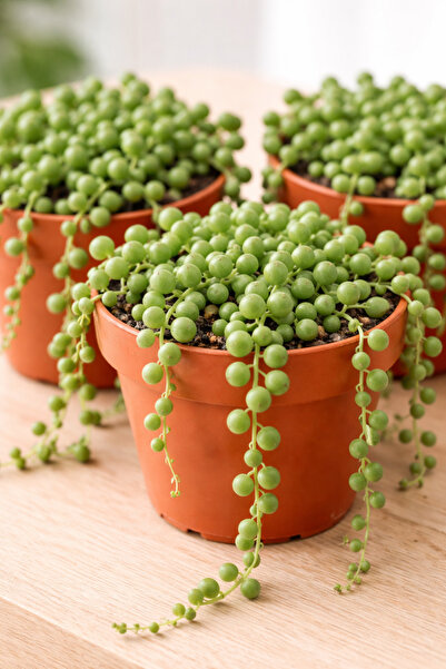 FİDEİSTE 3 Adet Tesbih Bitkisi 5,5 cm Saksıda – Senecio Rowleyanus Canlı Sukulent