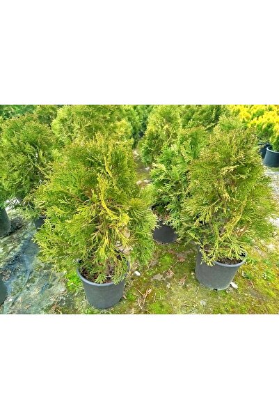 Tunç Botanik BATI MAZISI FİDANI 5 ADET (Thuja Occidentalis Smaragd) - ÇİT BİT...