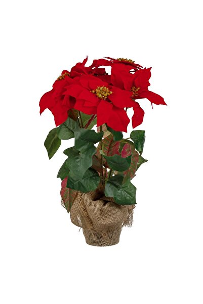 OEM Ghiveci Decorativ de Craciun cu Craciunita 50 centimetri