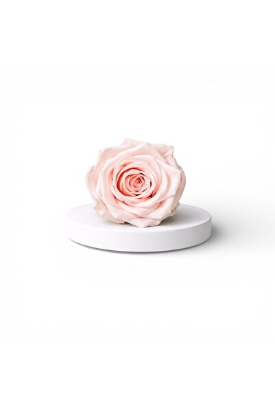 FantezieCuLicheni XL size cryogenic rose – natural decorative flower