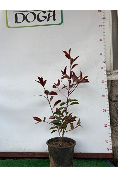 AFYONDOĞAPEYZAJ ALEV ÇALISI ( AĞACI) Photinia fraseri ‘Red Robin ‘
