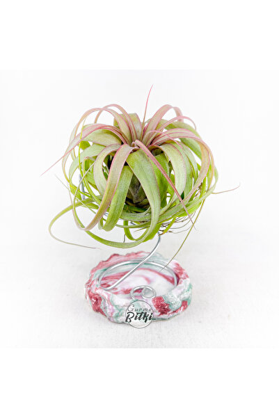 Gurme Bitki Tillandsia Eric Knobloch (M) - Özel Tür Hava Bitkisi Airplant
