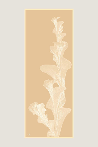 Maisa Şule Cotton Silk Shawl 70*190 cm - Vanilla
