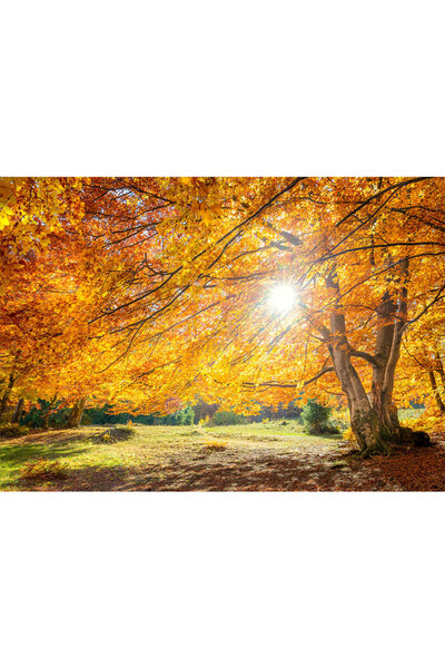 VIODESIGN Fototapet peisaje, autoadeziv, Padure Toamna , multicolor,80x120 cm...